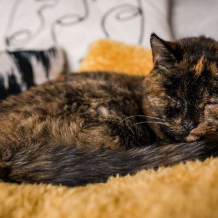 Meet audibly-challenged Flossie, the world’s oldest living cat