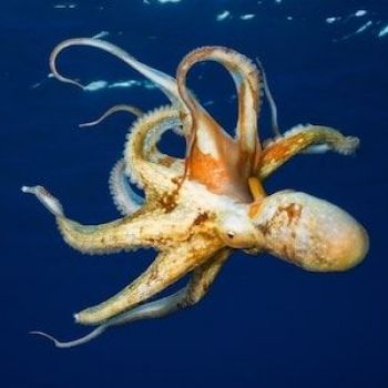 Are octopuses too intelligent to eat?