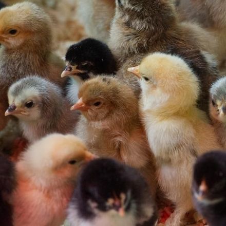 Belgium: Gassing of baby chicks at Brussels airport sparks outrage
