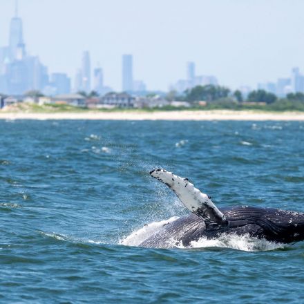 Whale populations in New York Harbor are booming—here's why