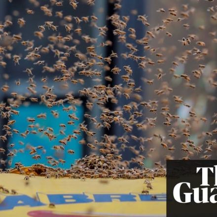 Swarm of 20,000 bees attack New York City hotdog stand