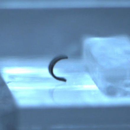 This Tiny Robot Walks, Crawls, Jumps and Swims. But It Is Not Alive.