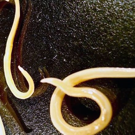 Worms frozen in permafrost for up to 42,000 years come back to life