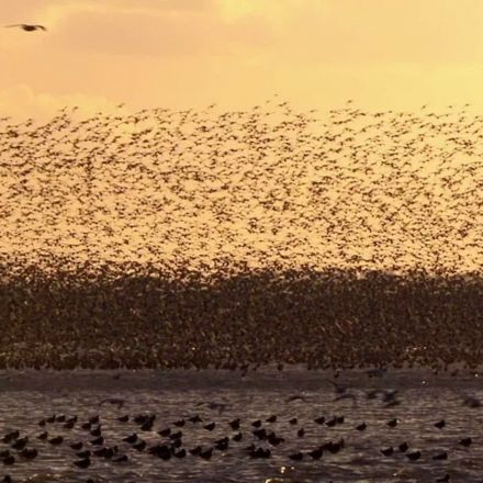 Millions of Birds have Vanished Since 1980