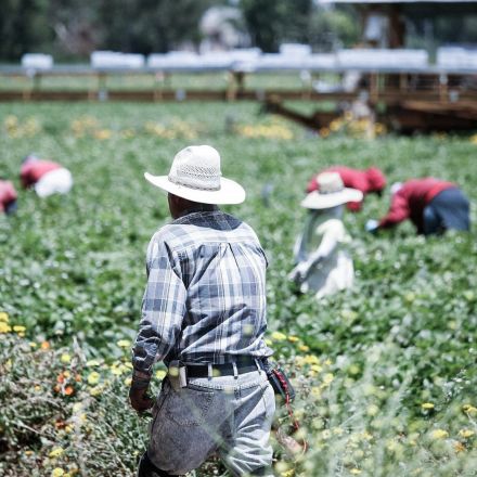Think immigrants are taking our jobs? Try picking strawberries for a day.