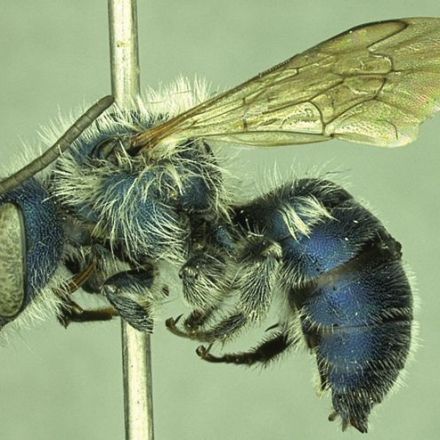 Blue Bee Feared to Be Extinct Is Found in Florida
