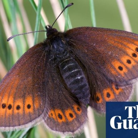 Mountain butterflies 'will have to be relocated as habitats get too hot'