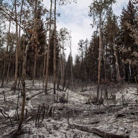 Charred forests not growing back as expected in Pacific Northwest, researchers say