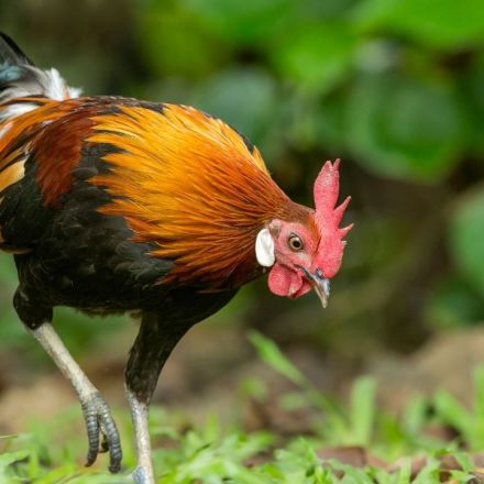 The chicken first crossed the road in Southeast Asia, ‘landmark’ gene study finds