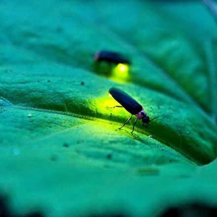 Fireflies inspire new energy-saving LED light bulbs