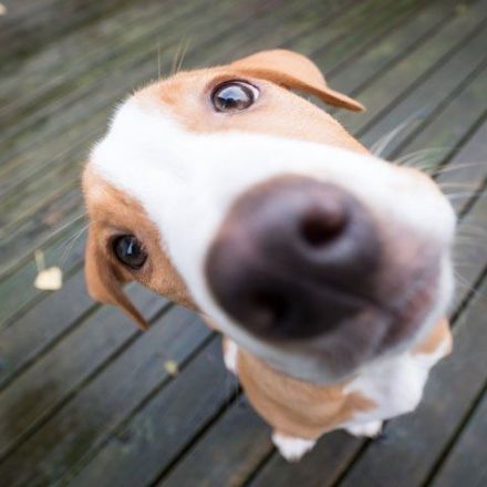 Dogs Can Tell Whether People Are Selfish Or Generous After Brief Human Exposure