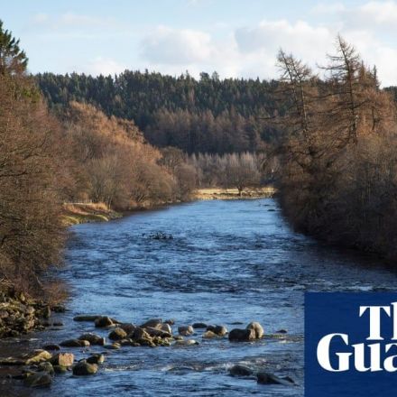 Scotland hopes to save wild salmon by planting millions of trees next to rivers