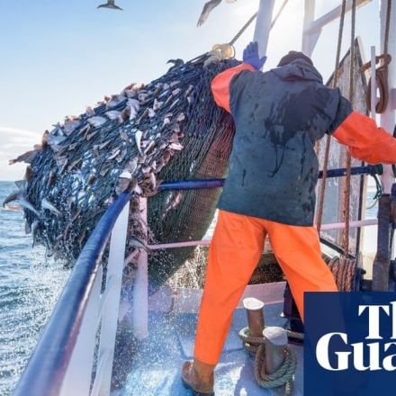 Conservationists take UK to court for ‘illegally squandering’ fish stocks