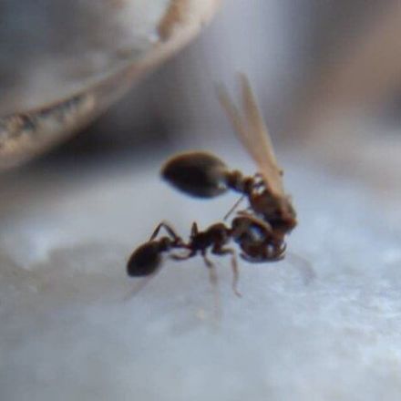 At Mating Time, These Ants Carry Their Young Queen to a Neighbor’s Nest