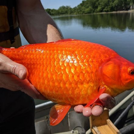 Football-sized goldfish take over lake after decades of people dumping unwanted pet fish