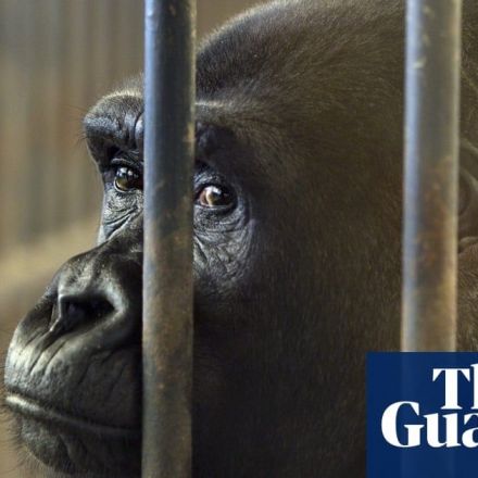 ‘Dying of boredom’: the fight to release Thailand’s shopping mall gorilla