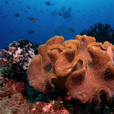 A new dimension to marine restoration: 3D printing coral reefs