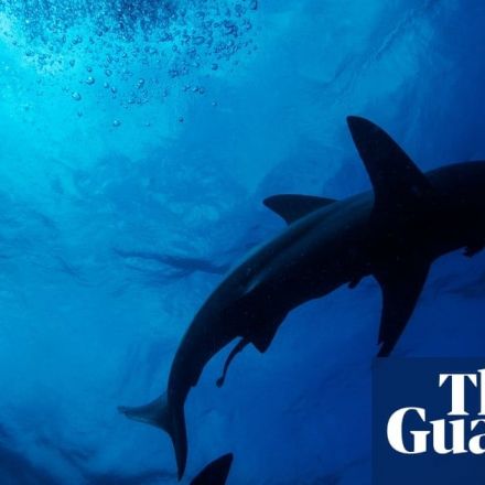 Conservationists hail US plan to ban shark fin trade