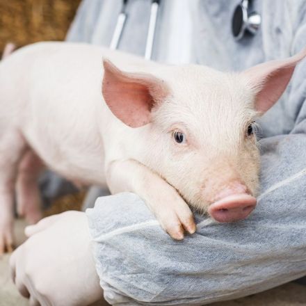 Scientists Achieve Breakthrough on Path to Pig-to-Human Heart Transplants