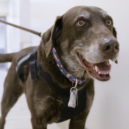 These dogs are getting a cancer vaccine. If it works, humans could be next