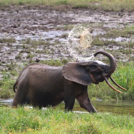 Forest elephants are now critically endangered -- here's how to count them