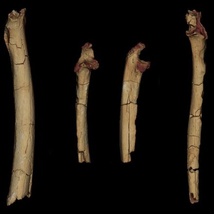 7-million-year-old limb fossils may be from the earliest known hominid