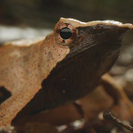In a Chilean Forest Reserve, the Remarkable Darwin’s Frog Endures