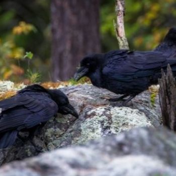 Great apes and ravens plan without thinking