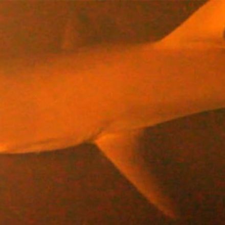 Sharks discovered inside active volcano, and footage proves they're alive