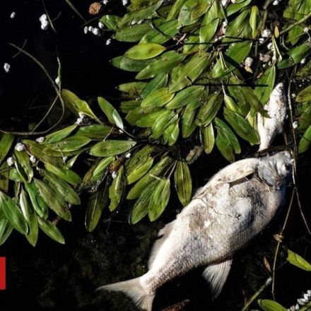 Nestlé sued over tonnes of dead fish in river