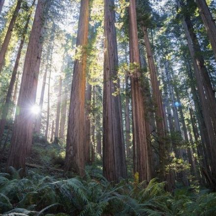 Can Redwoods Save the World?
