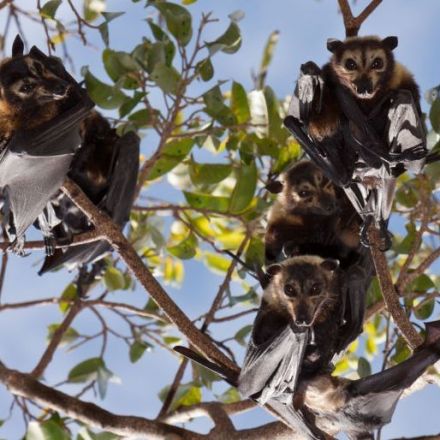 A Single Heat Wave Killed One Third of Spectacled Fruit Bats in Australia