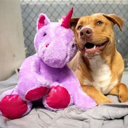 A Dog Who Kept Sneaking into a Dollar General for a Unicorn Toy Gets His Plush and a New Start