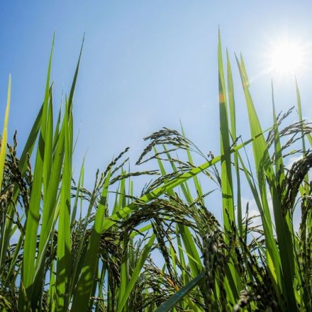 Rice genetically engineered to resist heat waves can also produce up to 20% more grain