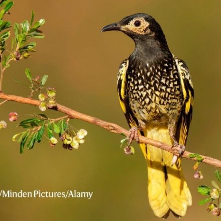 Rare birds in Australia have forgotten how to sing their own song