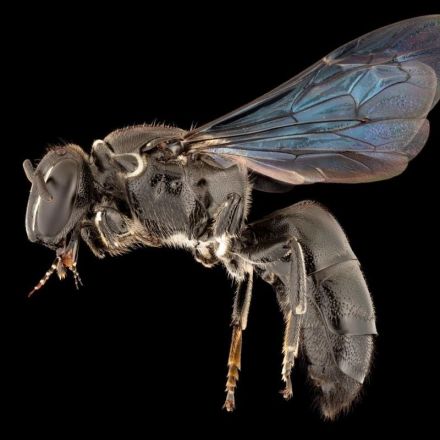Rare bee missing for a century rediscovered in Australia