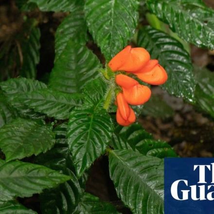 Wildflower believed to be extinct for 40 years spotted in Ecuador