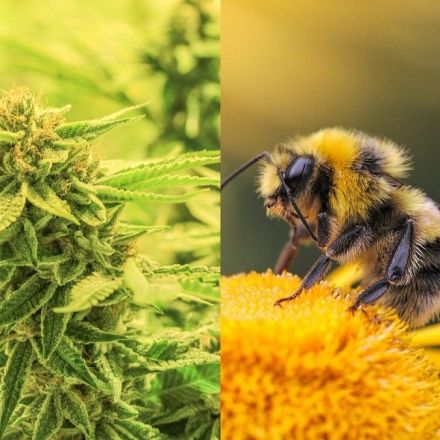 Study Finds Bees Don't Just Love Cannabis — it Can Also Help Save Their Dying Populations