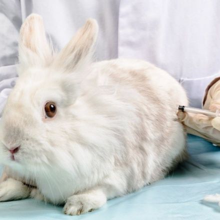 Australia Passes Bill To Ban Animal Testing For Cosmetics
