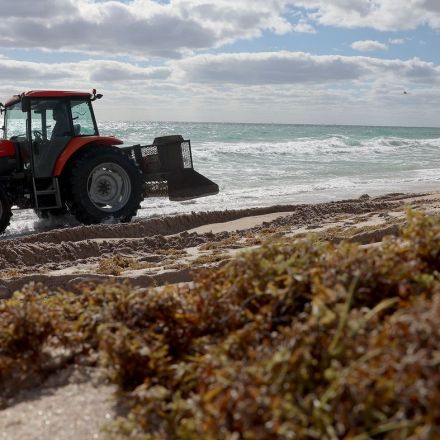 Giant blobs of seaweed are hitting Florida. That's when the real problem begins