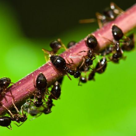 Study: Ants are “immune” to traffic jams