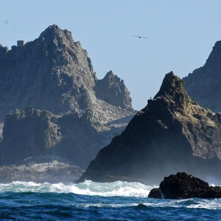 California Asks US to End Plan to Drop Rat Poison on Islands
