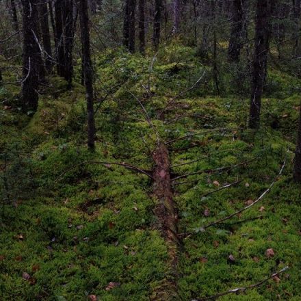 To Fight Climate Change, Canada Turns to Indigenous People to Save Its Forests