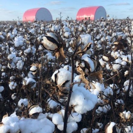 Cotton fields could soon be pink, black or gold, thanks to CSIRO breakthrough