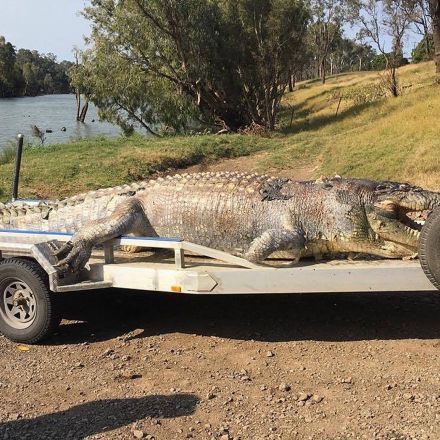 Queensland man to face court over death of 5.2-metre crocodile