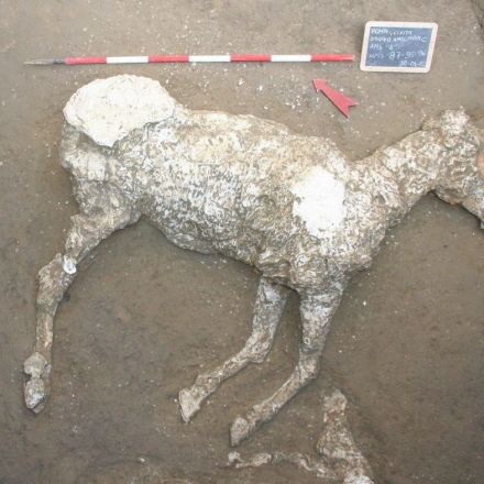 Remains of ancient horse discovered at Pompeii