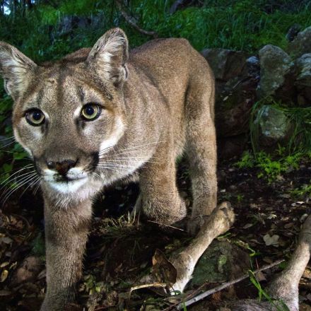 California’s mighty predator — the mountain lion — faces ‘extinction vortex’