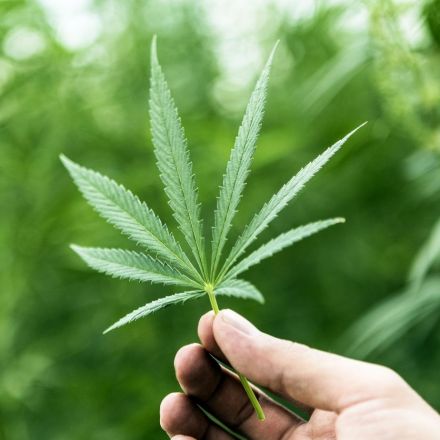 Zimbabwe legalises medicinal marijuana