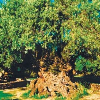 3000-Year-Old Olive Tree Still Produces Olives Today