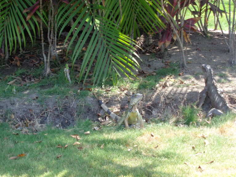 These guys live in a park in Manta, Ecuador. There's pigdeons on the other side of the park, but they don't dare venture to the Iguana side, as they tend to get eaten...